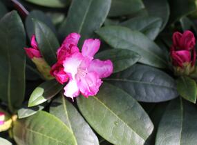 Pěnišník 'Vollblut' - Rhododendron (Y) 'Vollblut'