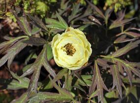 Pivoňka dřevitá 'High Noon' - Paeonia suffruticosa 'High Noon'