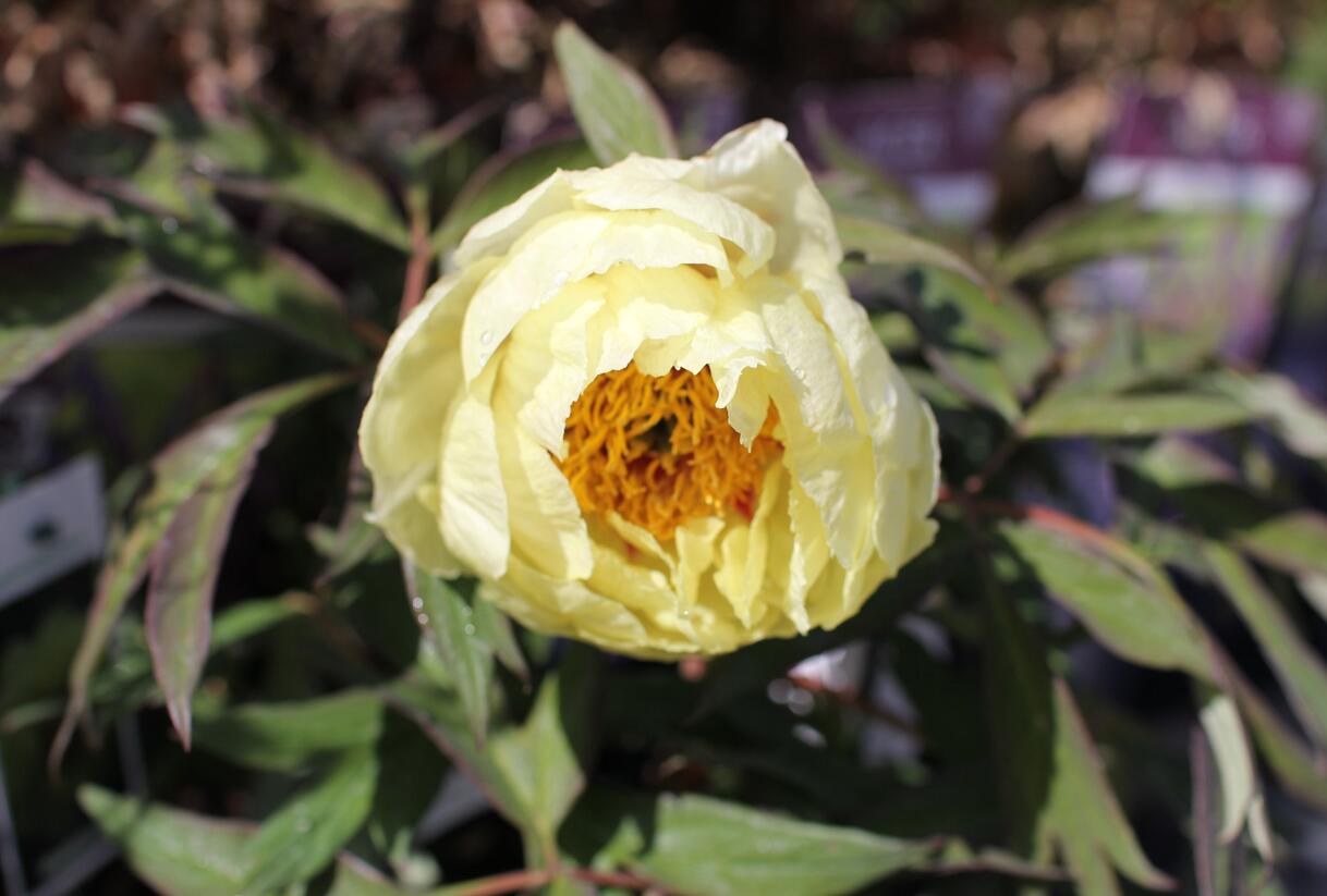 Pivoňka dřevitá 'High Noon' - Paeonia suffruticosa 'High Noon'