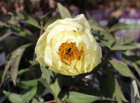 Pivoňka dřevitá 'High Noon' - Paeonia suffruticosa 'High Noon'