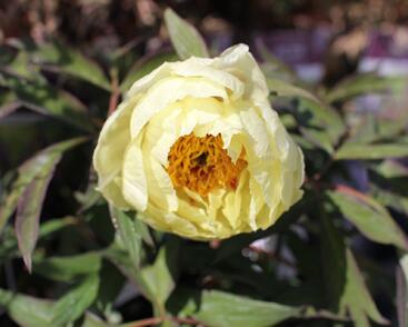 Pivoňka dřevitá 'High Noon'