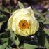 Paeonia suffruticosa 'High Noon'.JPG