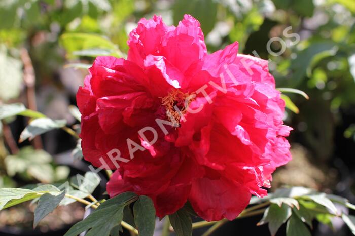 Pivoňka dřevitá 'Asahiminato' - Paeonia suffruticosa 'Asahiminato'