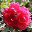 Pivoňka dřevitá 'Asahiminato' - Paeonia suffruticosa 'Asahiminato'