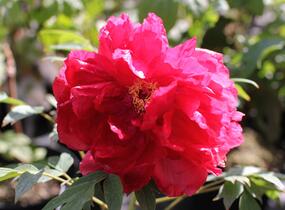 Pivoňka dřevitá 'Asahiminato' - Paeonia suffruticosa 'Asahiminato'