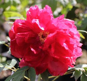 Pivoňka dřevitá 'Asahiminato' - Paeonia suffruticosa 'Asahiminato'