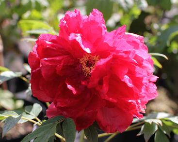 Pivoňka dřevitá 'Asahiminato'