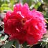 Paeonia suffruticosa 'Asahiminato'.JPG