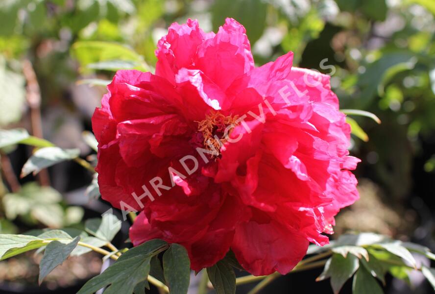 Pivoňka dřevitá 'Asahiminato' - Paeonia suffruticosa 'Asahiminato'