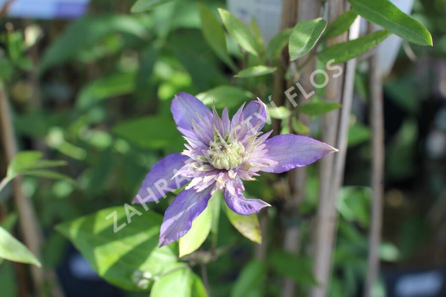 Plamének 'Multi Blue' - Clematis 'Multi Blue'