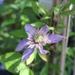 Plamének 'Multi Blue' - Clematis 'Multi Blue'