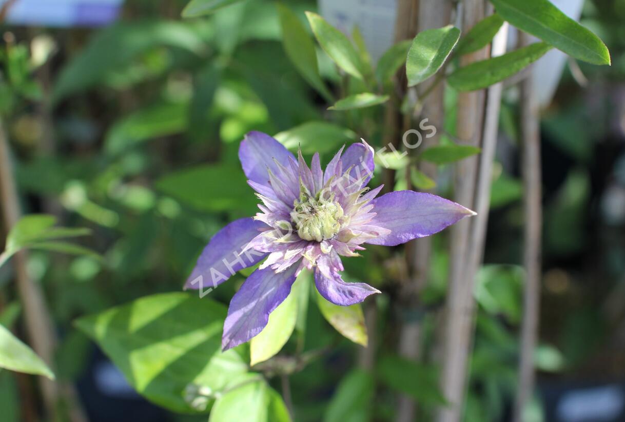 Plamének 'Multi Blue' - Clematis 'Multi Blue'