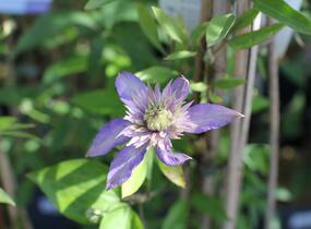 Plamének 'Multi Blue' - Clematis 'Multi Blue'