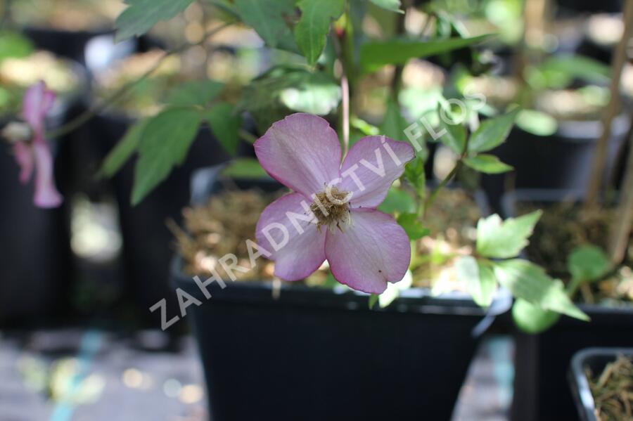 Plamének horský 'Van Gogh' - Clematis montana 'Van Gogh'