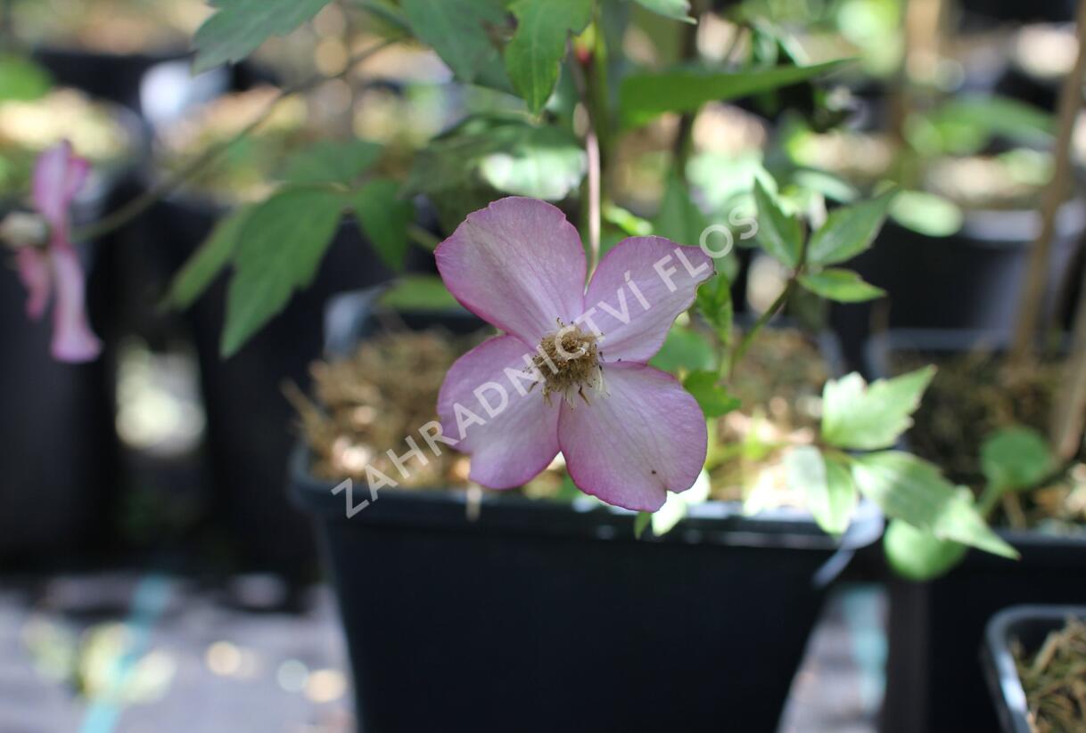 Plamének horský 'Van Gogh' - Clematis montana 'Van Gogh'