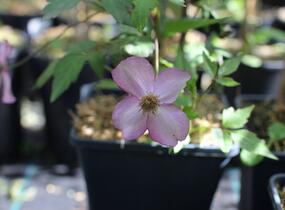 Plamének horský 'Van Gogh' - Clematis montana 'Van Gogh'