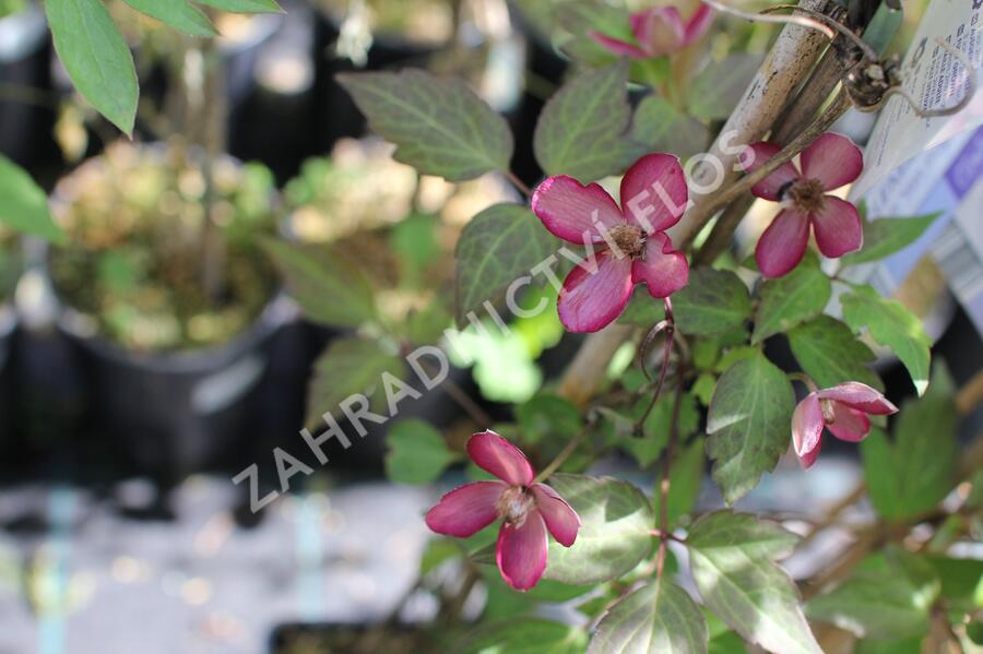 Plamének horský 'Van Gogh' - Clematis montana 'Van Gogh'