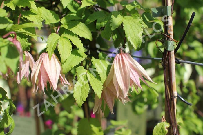 Plamének 'Pink Swing' - Clematis 'Pink Swing'