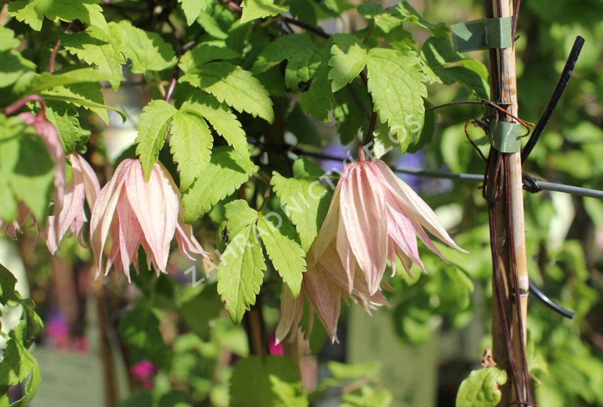 Plamének 'Pink Swing' - Clematis 'Pink Swing'