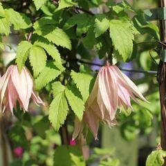 Plamének 'Pink Swing' - Clematis 'Pink Swing'