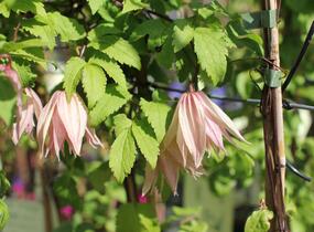 Plamének 'Pink Swing' - Clematis 'Pink Swing'