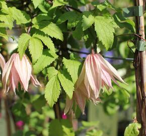 Plamének 'Pink Swing' - Clematis 'Pink Swing'