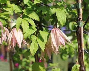 Plamének 'Pink Swing'