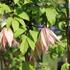 Clematis 'Pink Swing'_02.JPG