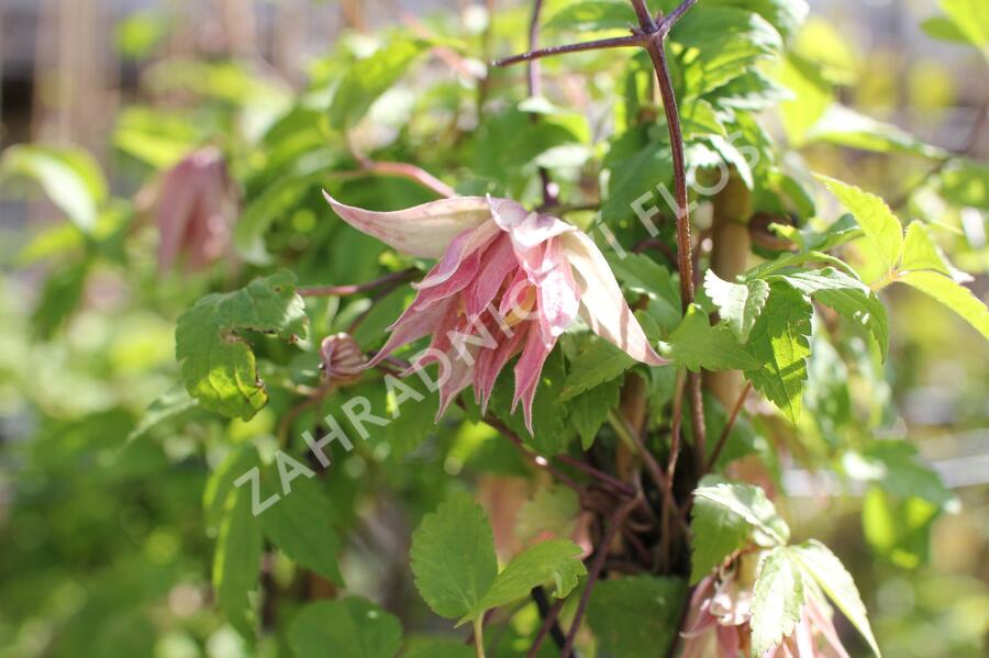 Plamének 'Pink Swing' - Clematis 'Pink Swing'