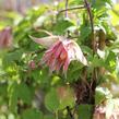 Plamének 'Pink Swing' - Clematis 'Pink Swing'