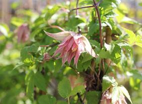 Plamének 'Pink Swing' - Clematis 'Pink Swing'