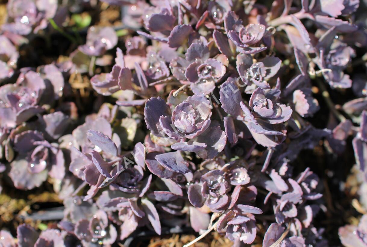 Rozchodník 'Red Sparkler' - Sedum hybridum 'Red Sparkle'