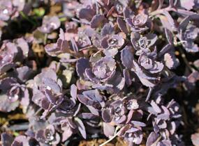 Rozchodník 'Red Sparkler' - Sedum hybridum 'Red Sparkle'