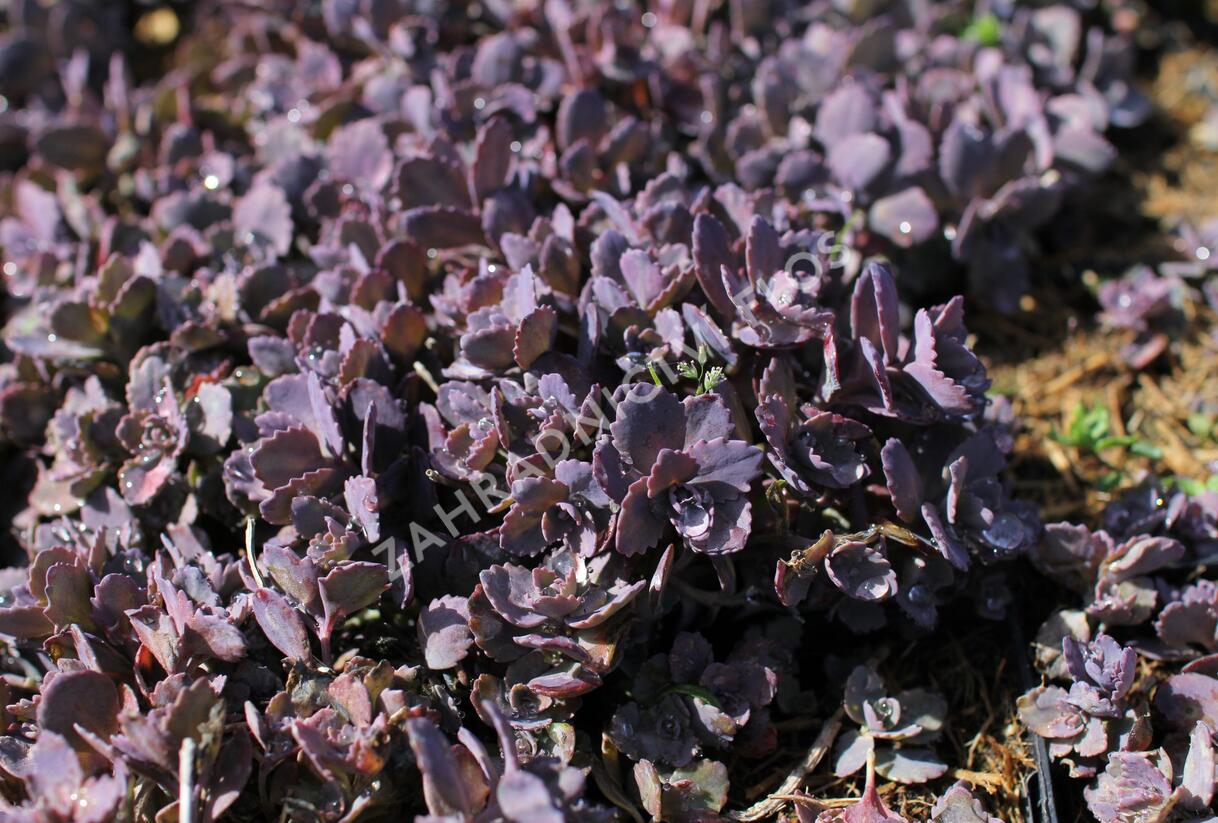 Rozchodník 'Red Sparkler' - Sedum hybridum 'Red Sparkle'