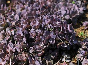Rozchodník 'Red Sparkler' - Sedum hybridum 'Red Sparkle'