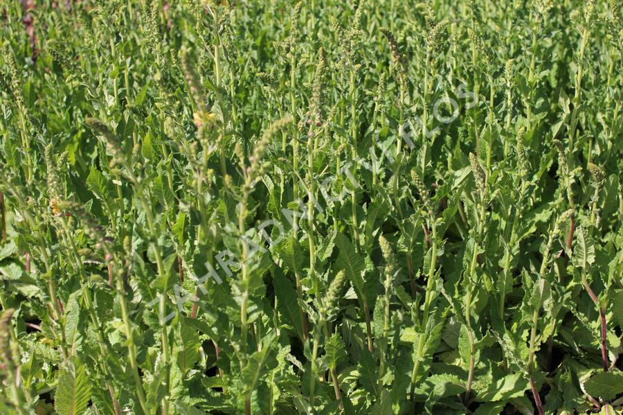 Divizna 'Clementine' - Verbascum 'Clementine'