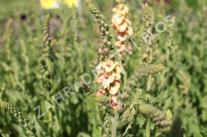 Divizna 'Clementine' - Verbascum 'Clementine'