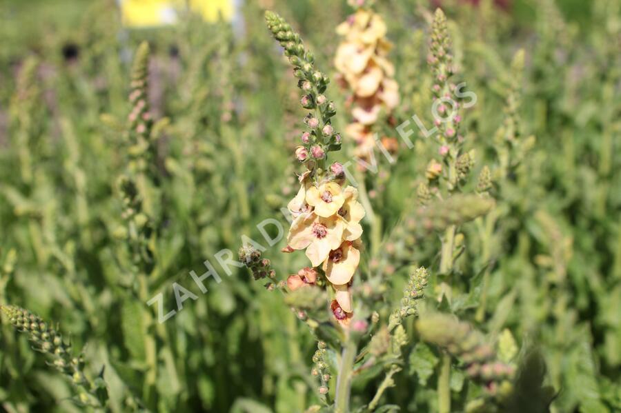 Divizna 'Clementine' - Verbascum 'Clementine'