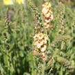 Divizna 'Clementine' - Verbascum 'Clementine'