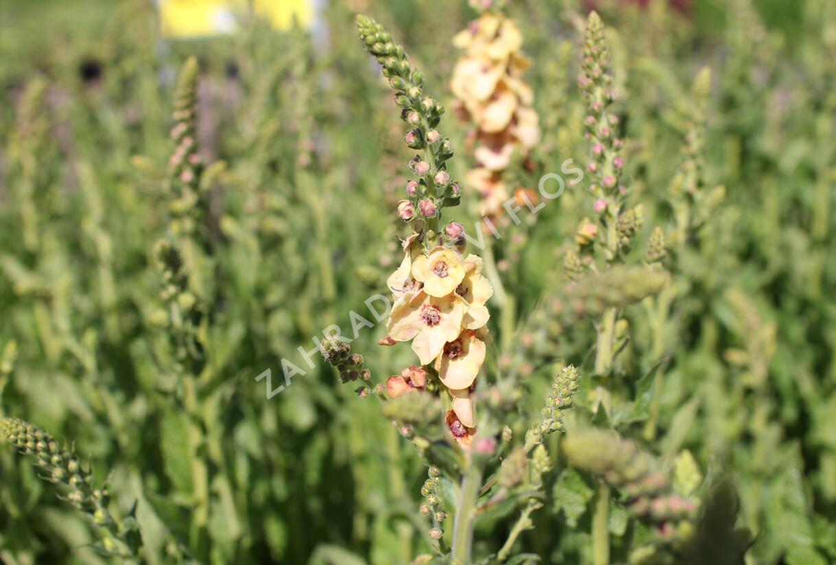 Divizna 'Clementine' - Verbascum 'Clementine'