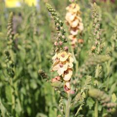 Divizna 'Clementine' - Verbascum 'Clementine'