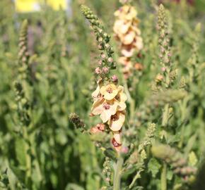 Divizna 'Clementine' - Verbascum 'Clementine'