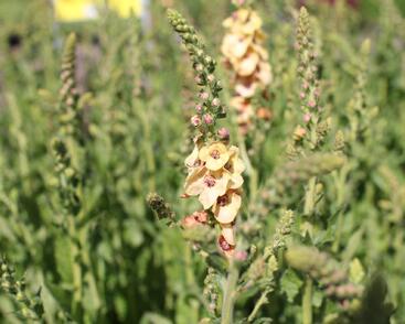 Divizna 'Clementine'