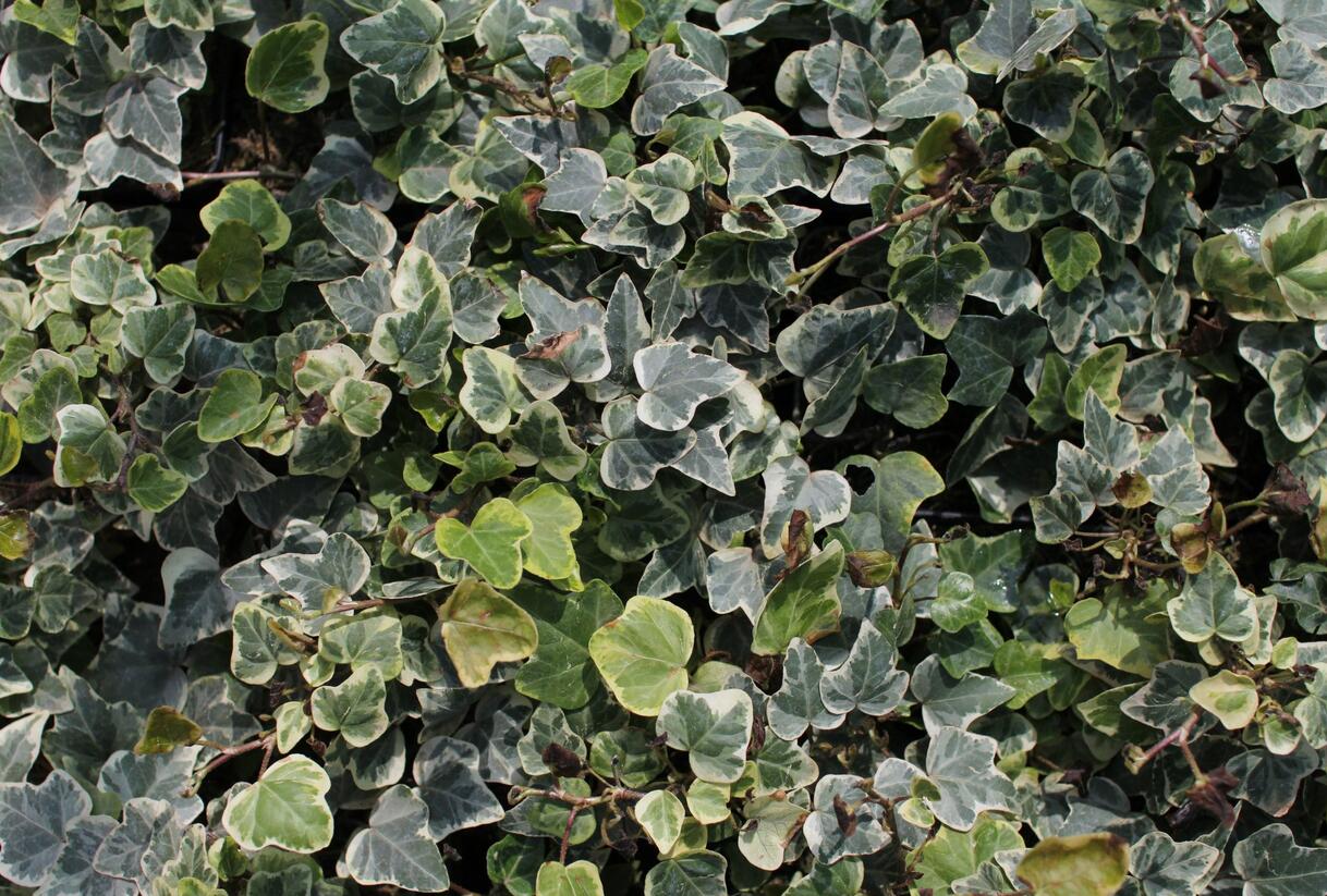 Břečťan popínavý 'White Wonder' - Hedera helix 'White Wonder'