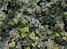 Břečťan popínavý 'White Wonder' - Hedera helix 'White Wonder'