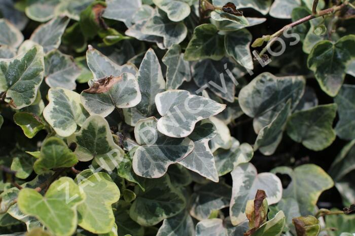 Břečťan popínavý 'White Wonder' - Hedera helix 'White Wonder'