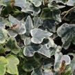 Břečťan popínavý 'White Wonder' - Hedera helix 'White Wonder'