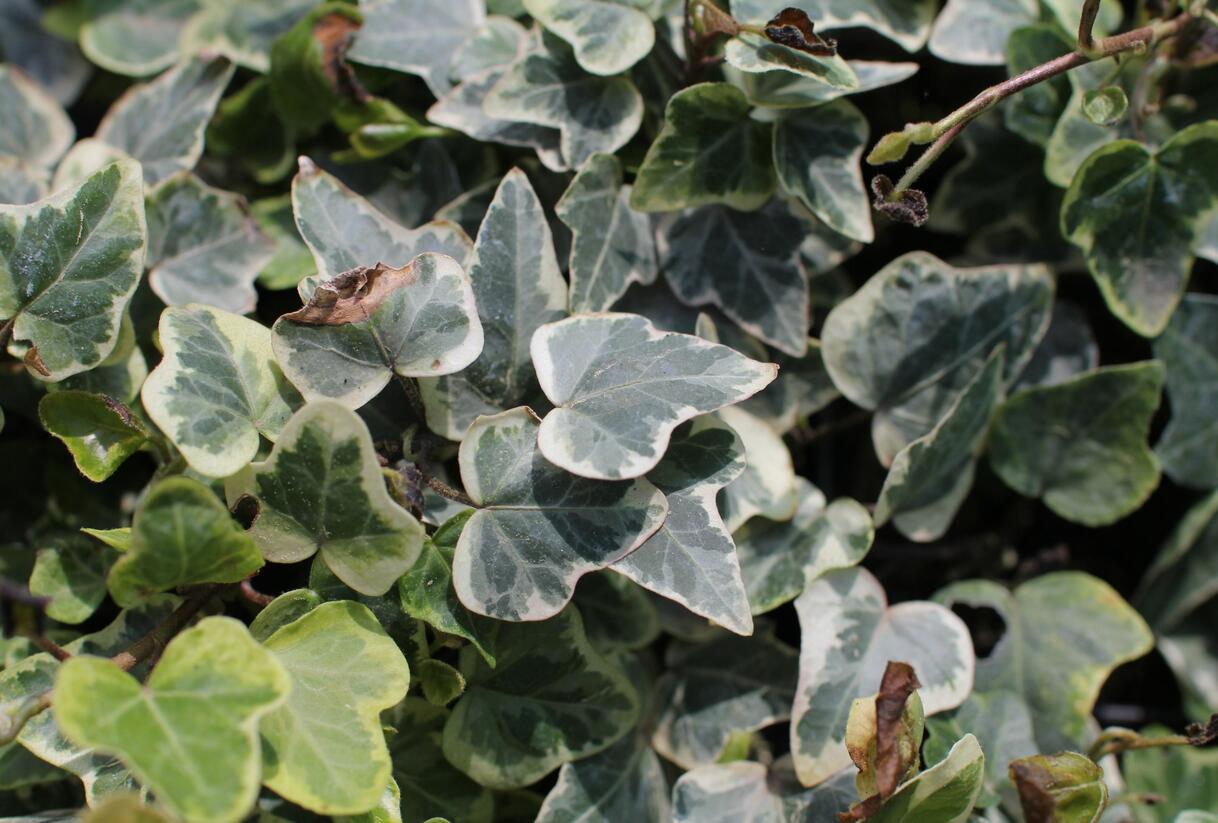 Břečťan popínavý 'White Wonder' - Hedera helix 'White Wonder'