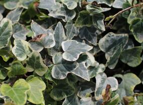 Břečťan popínavý 'White Wonder' - Hedera helix 'White Wonder'