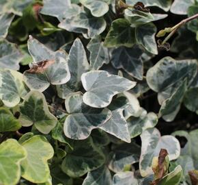 Břečťan popínavý 'White Wonder' - Hedera helix 'White Wonder'